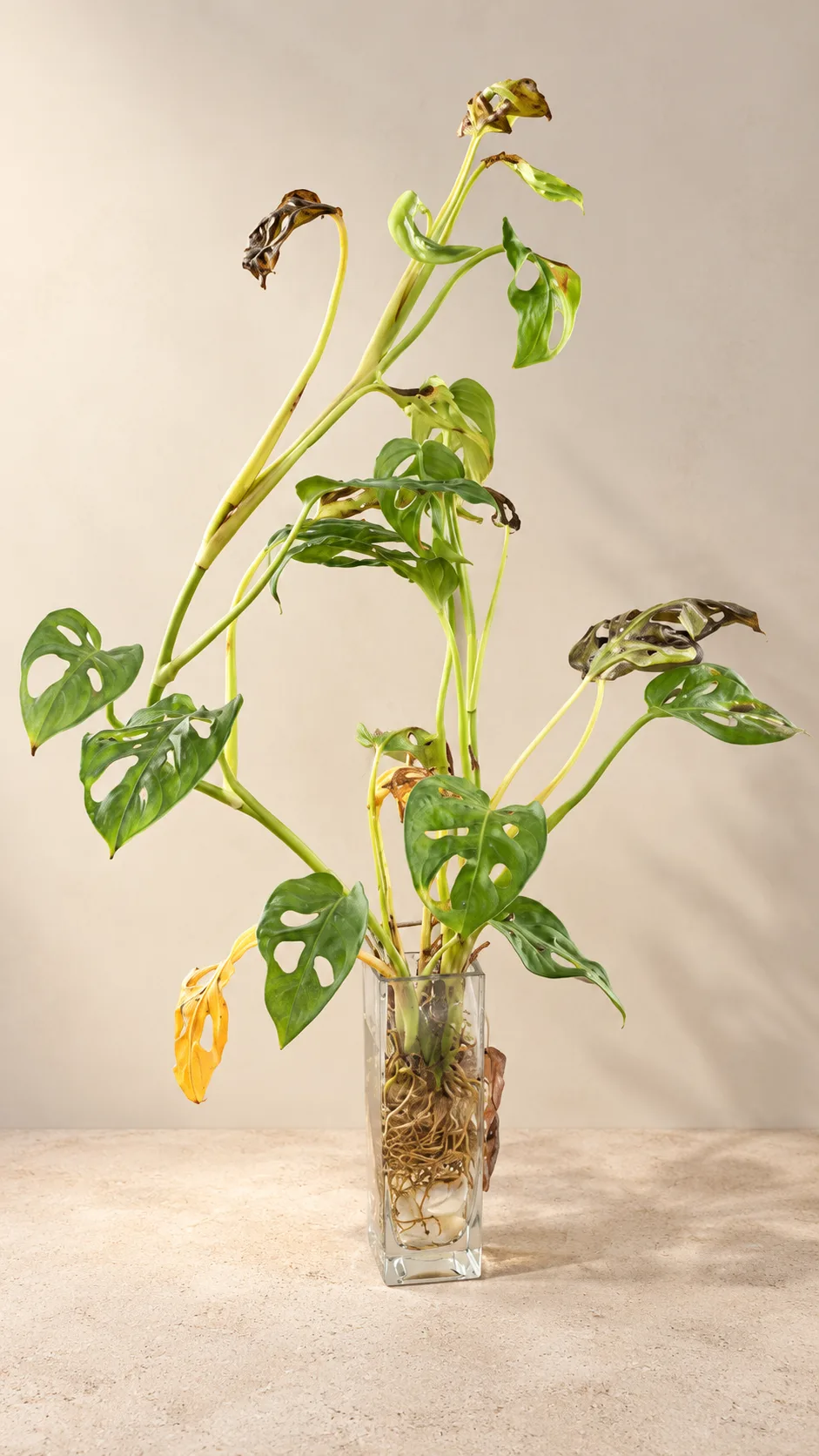 A Swiss Cheese plant in a glass water vessel with browned, stressed leaves