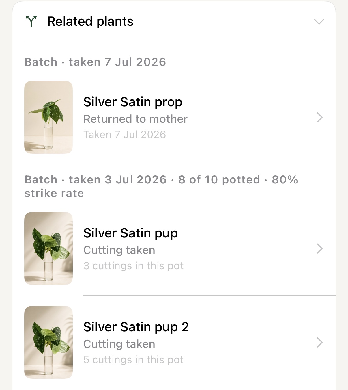 Liana related plants view showing propagation batches and strike rates